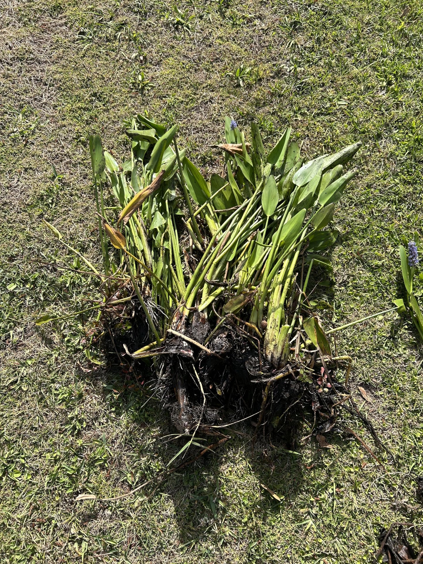 Bulk 6 Plants Pickerel Rush Live Pond Plants, Purple Flowering Aquatic Plants