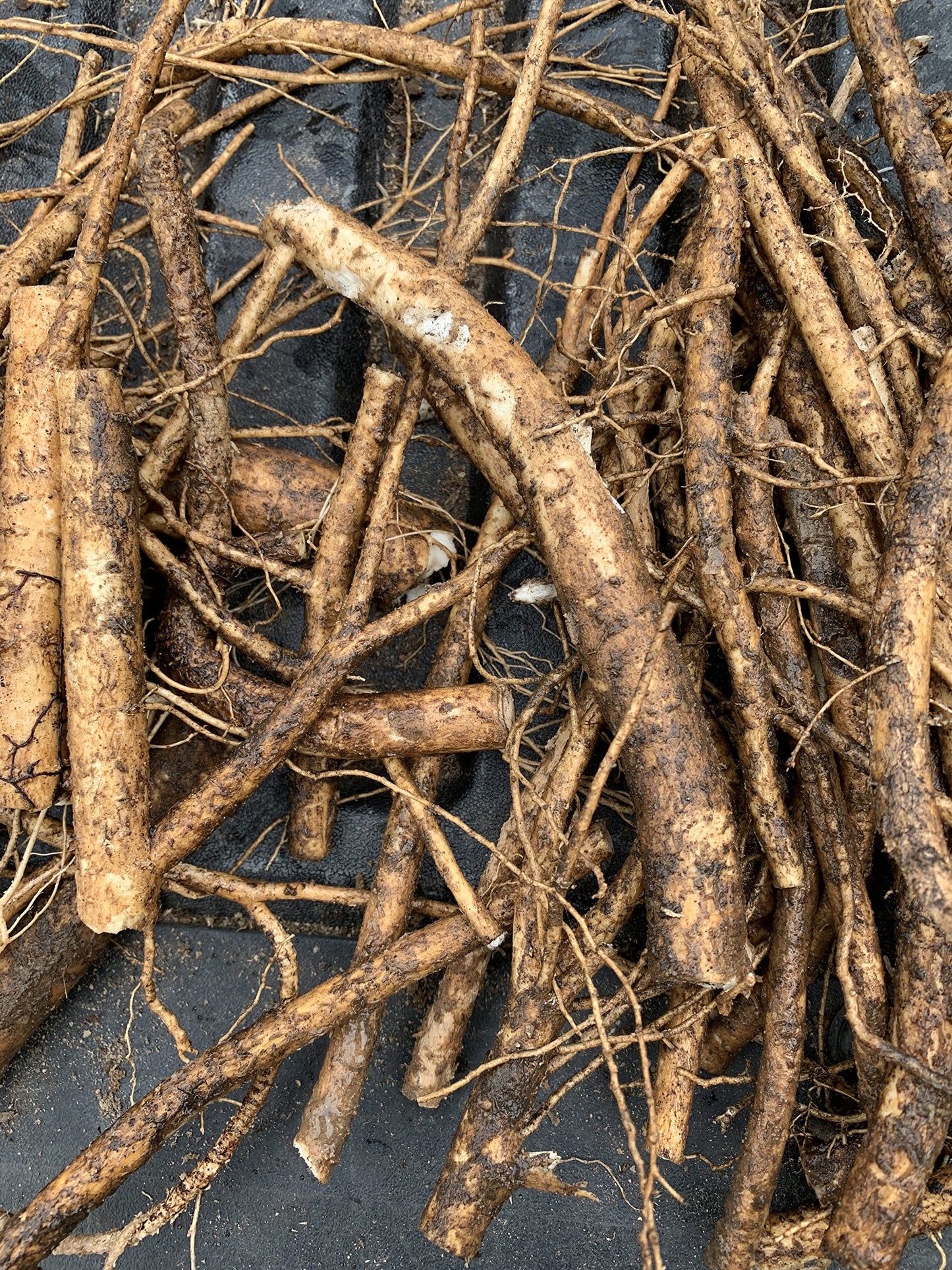 3 Root Scion cuttings of Aralia spinosa Tree, Devil's Walkingstick Rare Exotic Hardy