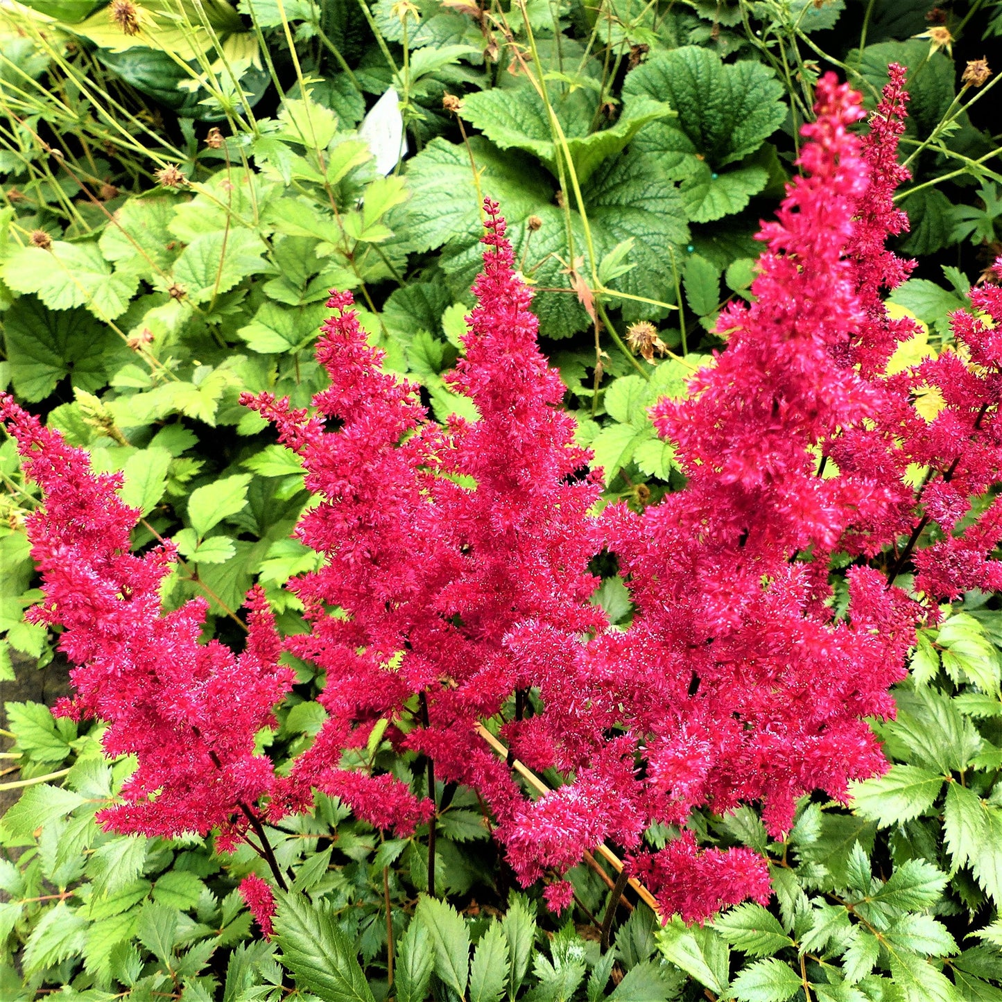 Easy to Grow Astilbe Younique Carmine 1 Plant Bareroot - Summer Hot Pink Blooms in Shade, Pollinator Friendly Flowers (False Spirea, Goat's Beard)