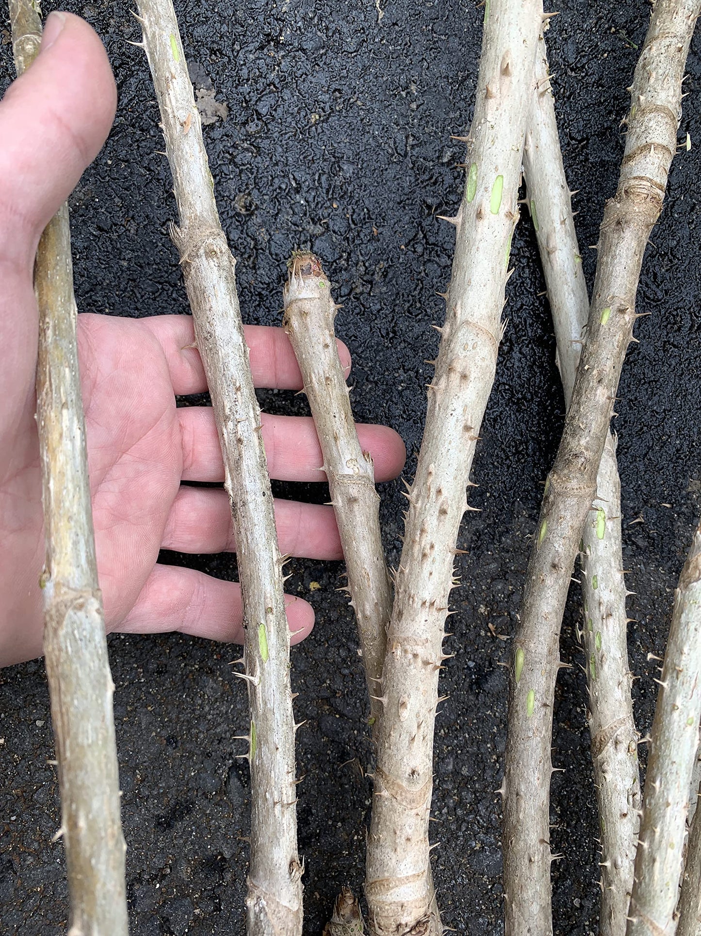 3 Branches/Stems 24” Long of Aralia spinosa - Devil's Walkingstick