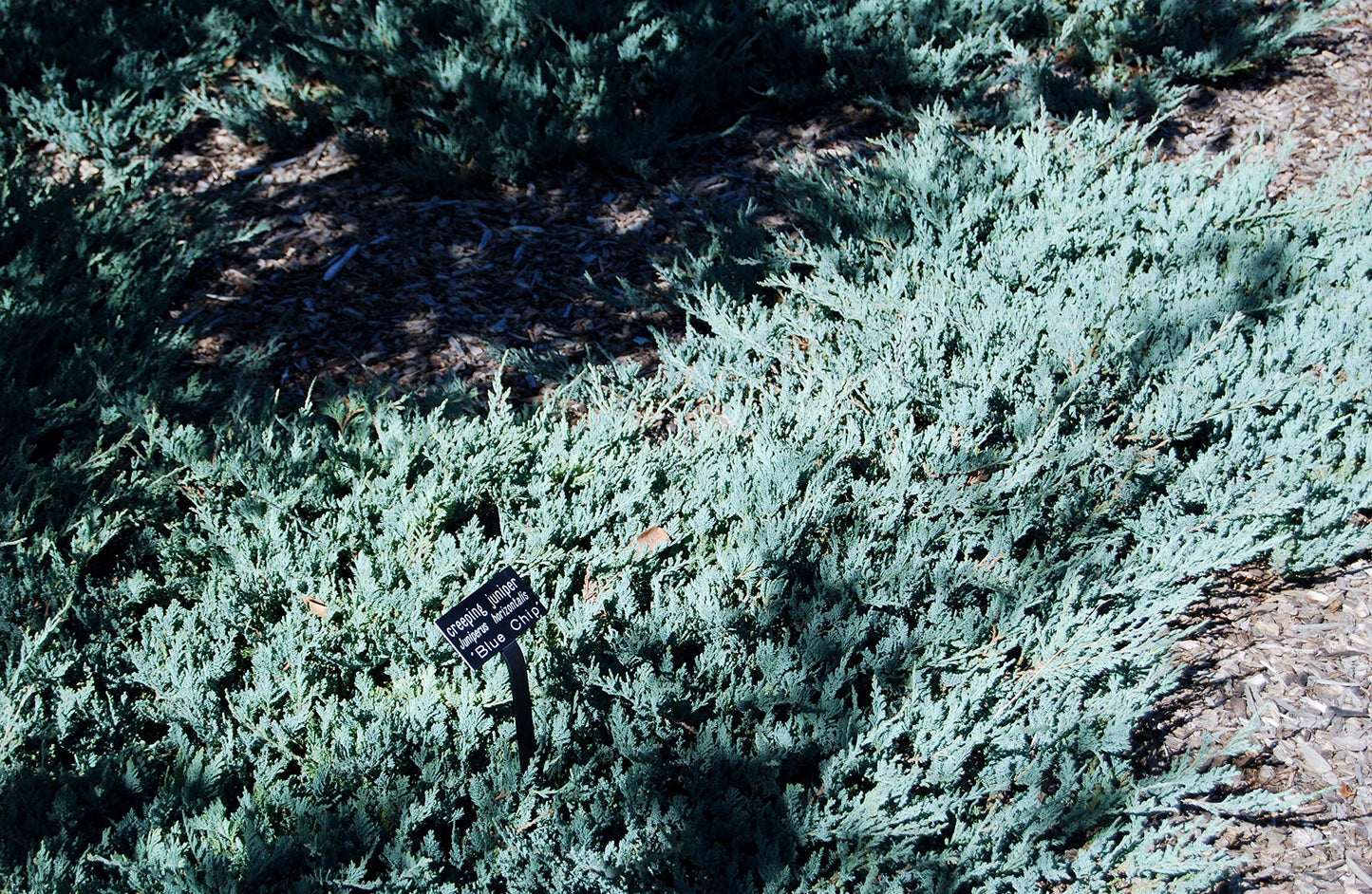 Juniper Blue Chip - 3 Live Plants - Juniperus Horizontalis - Drought Tolerant Cold Hardy Evergreen Ground Cover