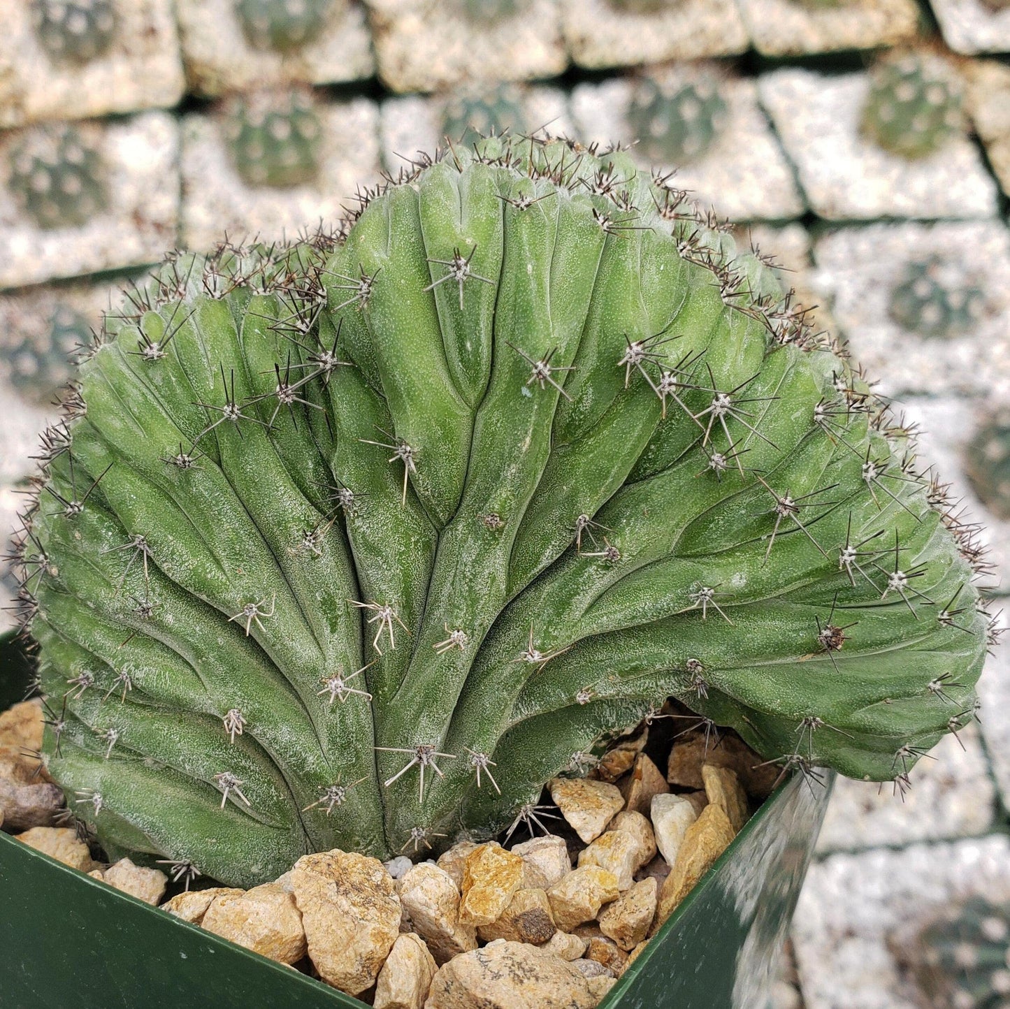 polaskia chichipe crestata Cacti Cactus Succulent Real Live Plant