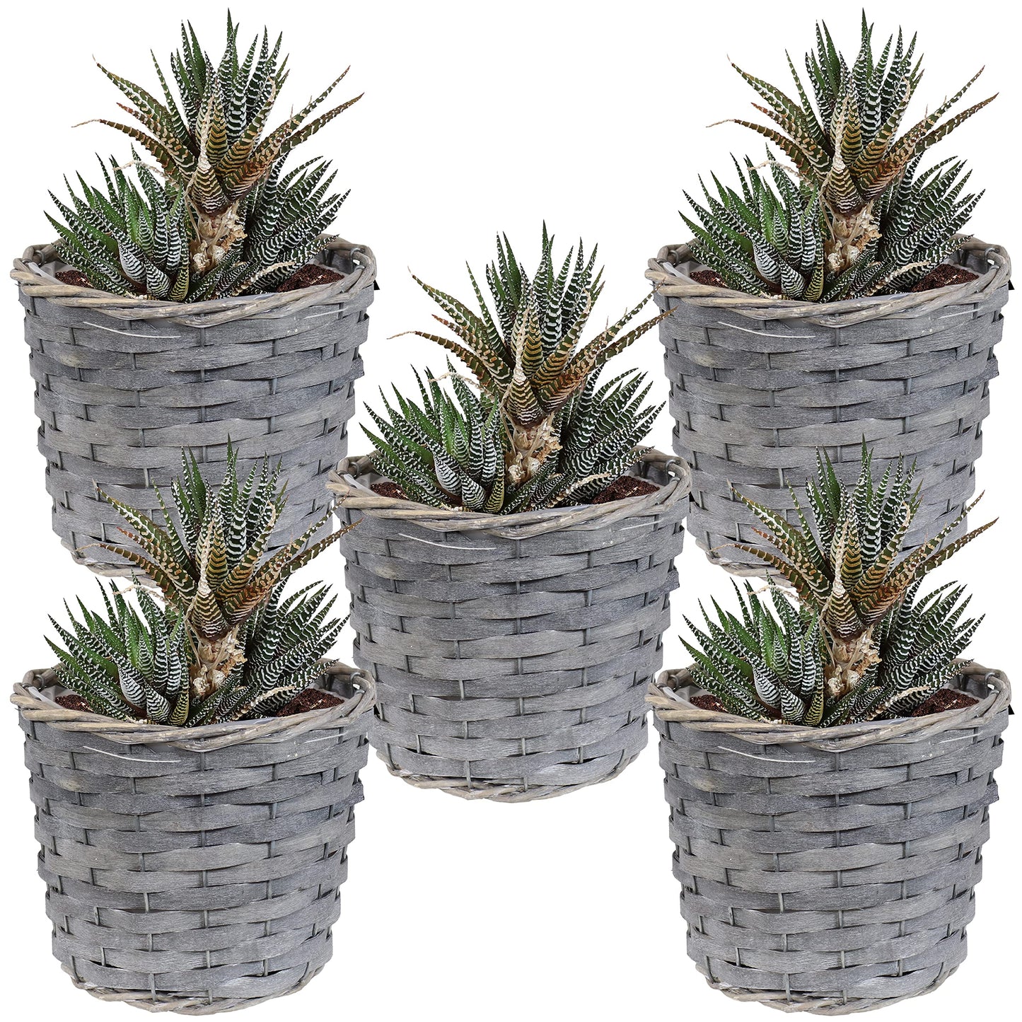Sunnydaze 5-Piece Wicker Planter Basket Set - Indoor Use Only - Plastic Lined Flower Pots - Gray Poplar Construction with Steel Wire Frame - 6.75-Inch Diameter