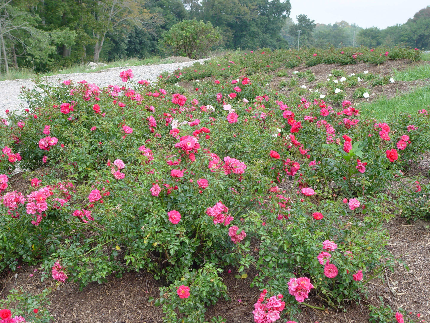 Live Plant from Green Promise Farms Flower Carpet Roses ROSA `FLOWER CARPET PINK` Pink Flower Shrub #2 Size Container Pink