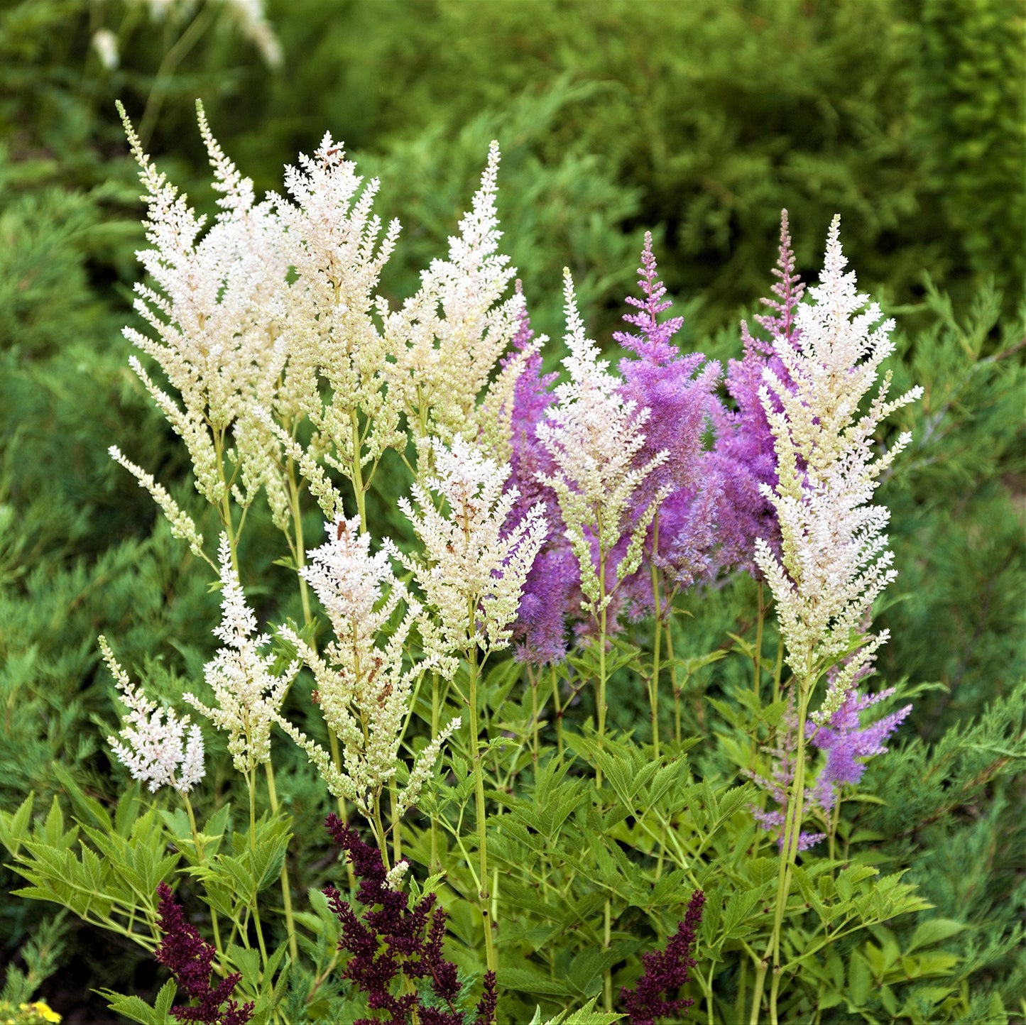 Easy to Grow Astilbe Younique White 1 Plant Bareroot - Summer White Blooms in Shade, Pollinator Friendly Flowers (False Spirea, Goat's Beard)