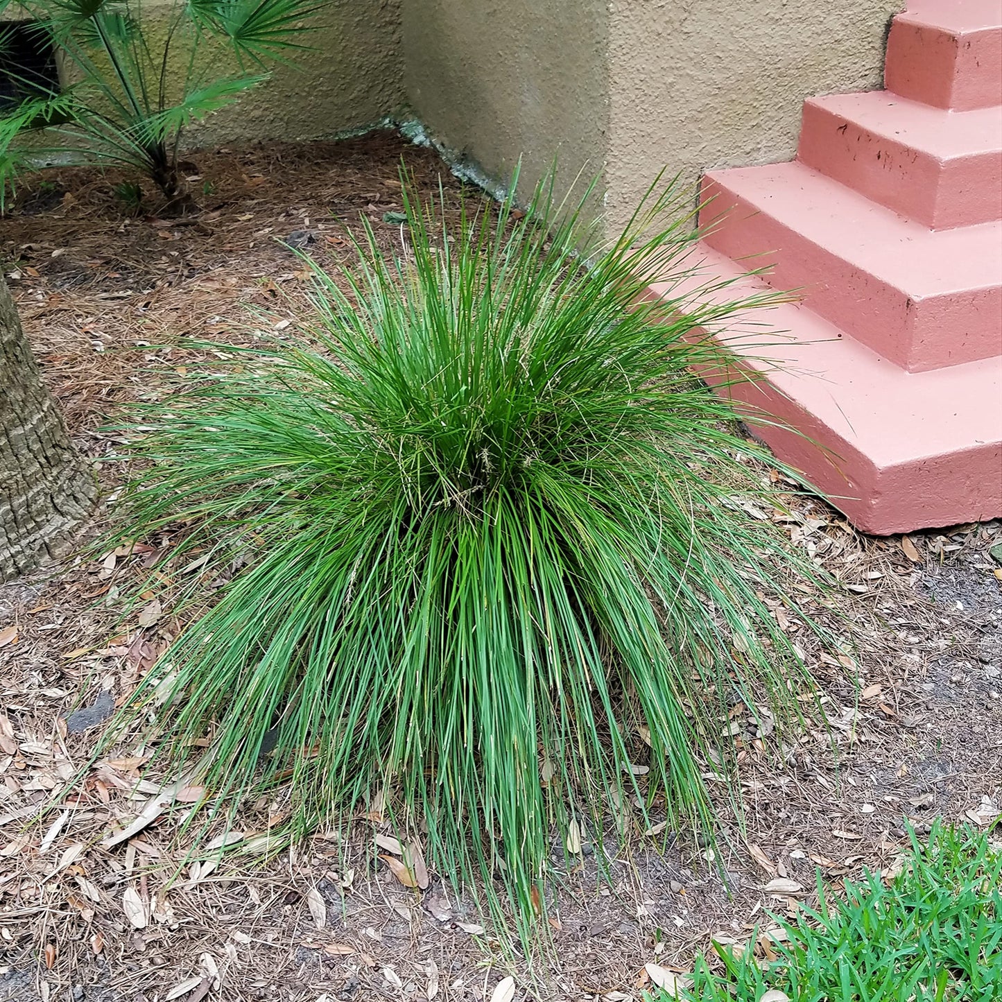 Breeze Lomandra (2.5 Quart) Evergreen Mid-Sized Dwarf Mat Rush Ornamental Grass - Full Sun Zebra Grass