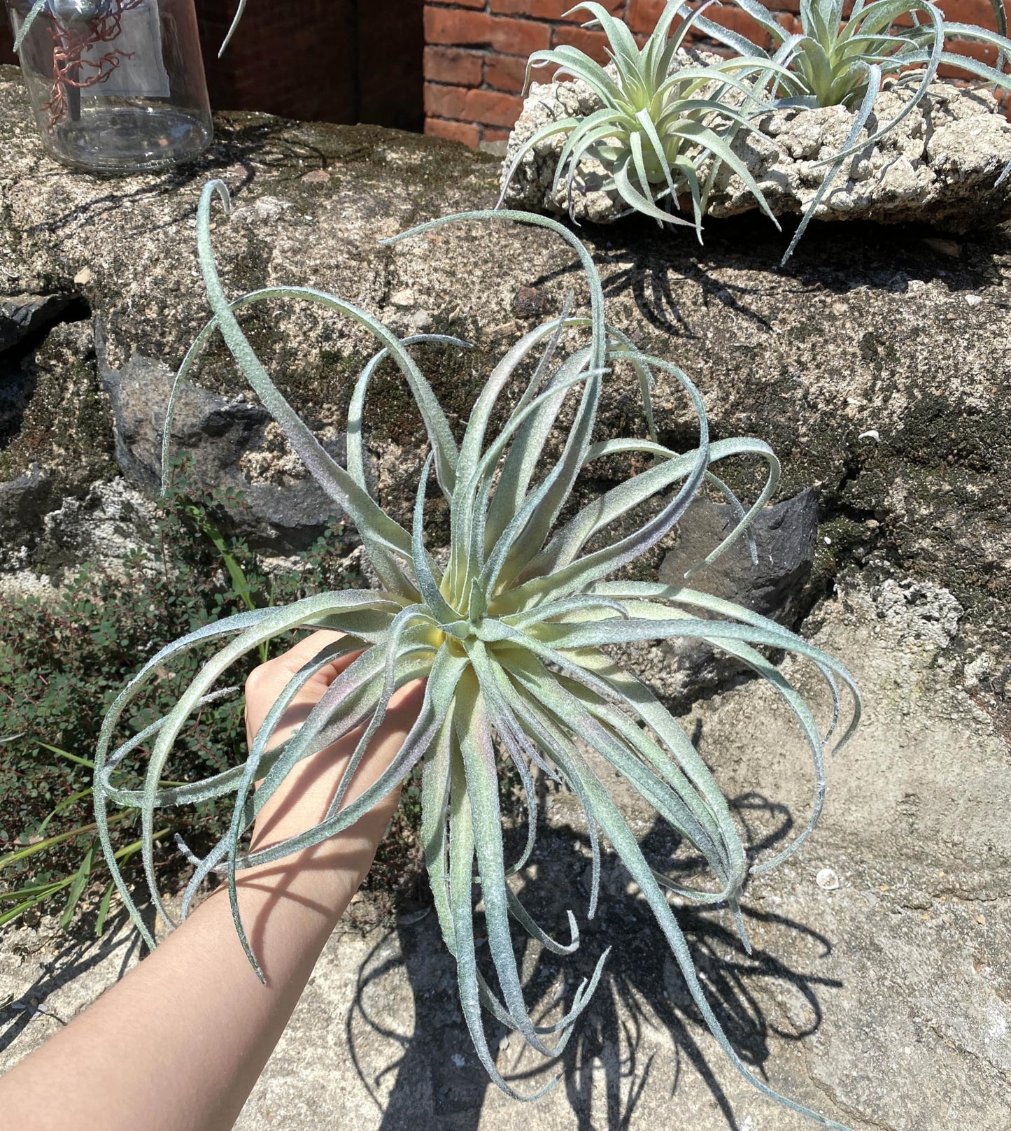Casktcom® Extra Large Artificial Air Plants – Set of 3 Faux Tillandsia Bromeliads，Fake Succulent Plants – No Care Needed