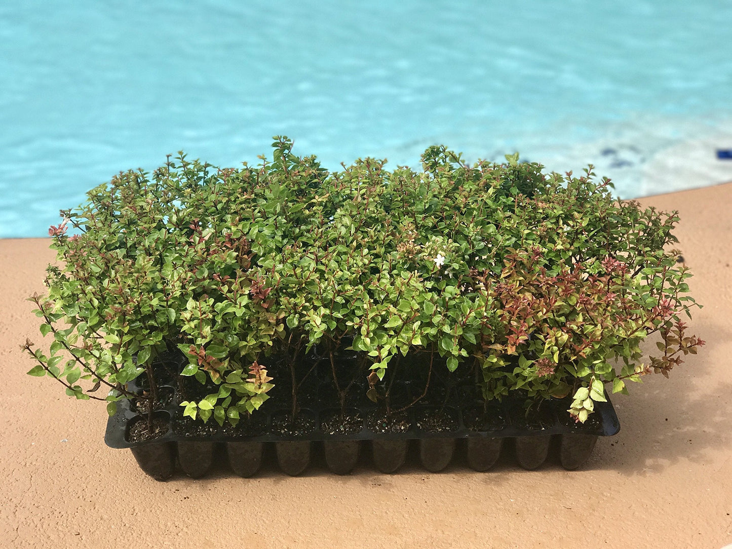 Abelia Rose Creek - 60 Live Plants - Flowering Butterfly Attracting Shrub