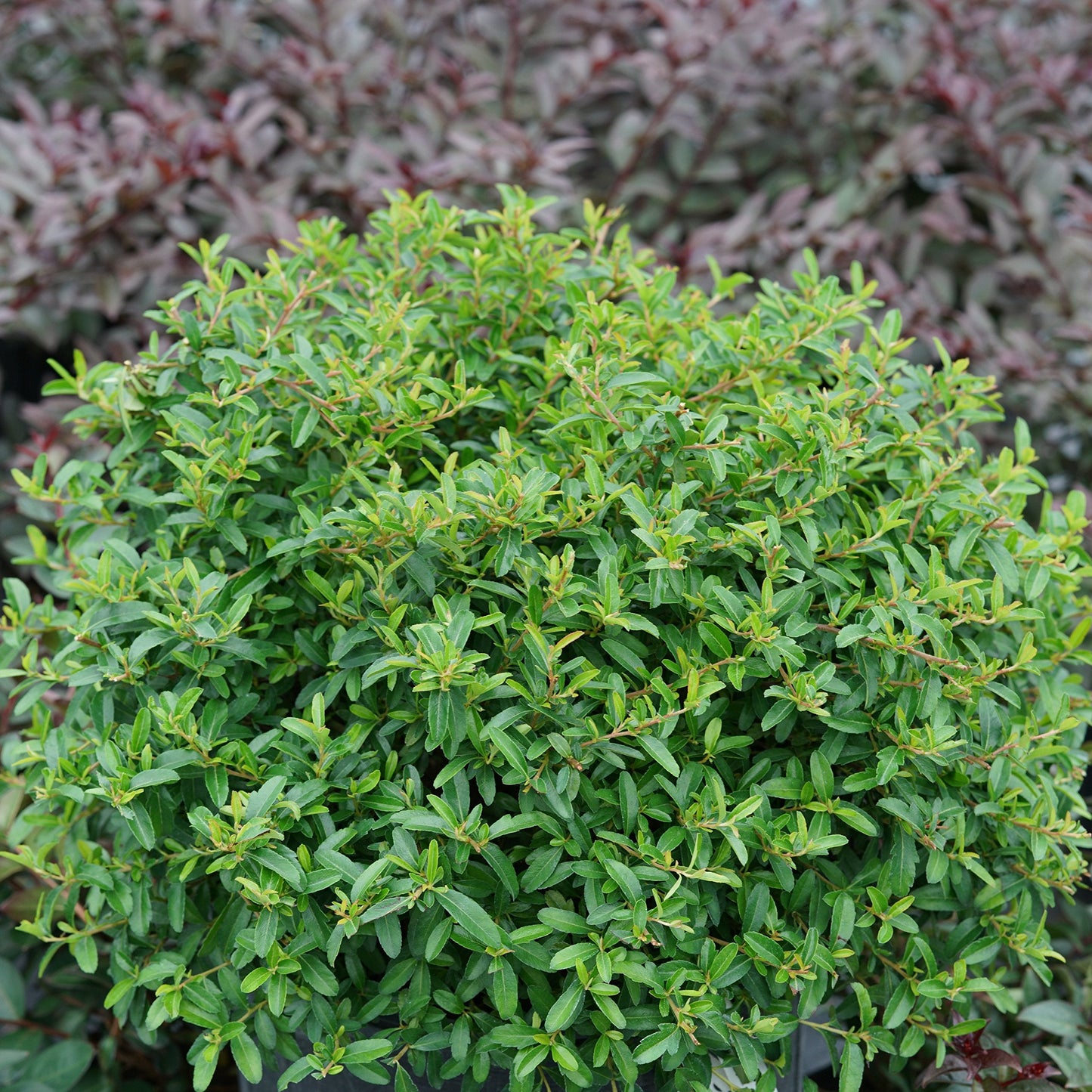 Juke Box™ Pyracomeles - 4" Pot - Proven Winners
